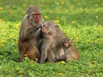 Visitez Monkey Island